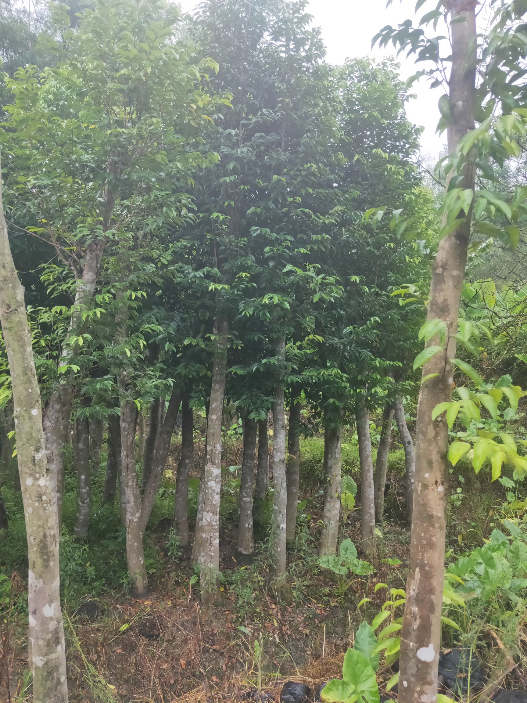 沉香苗木(奇楠苗木),沉香产品,化橘红苗木,化橘红产品