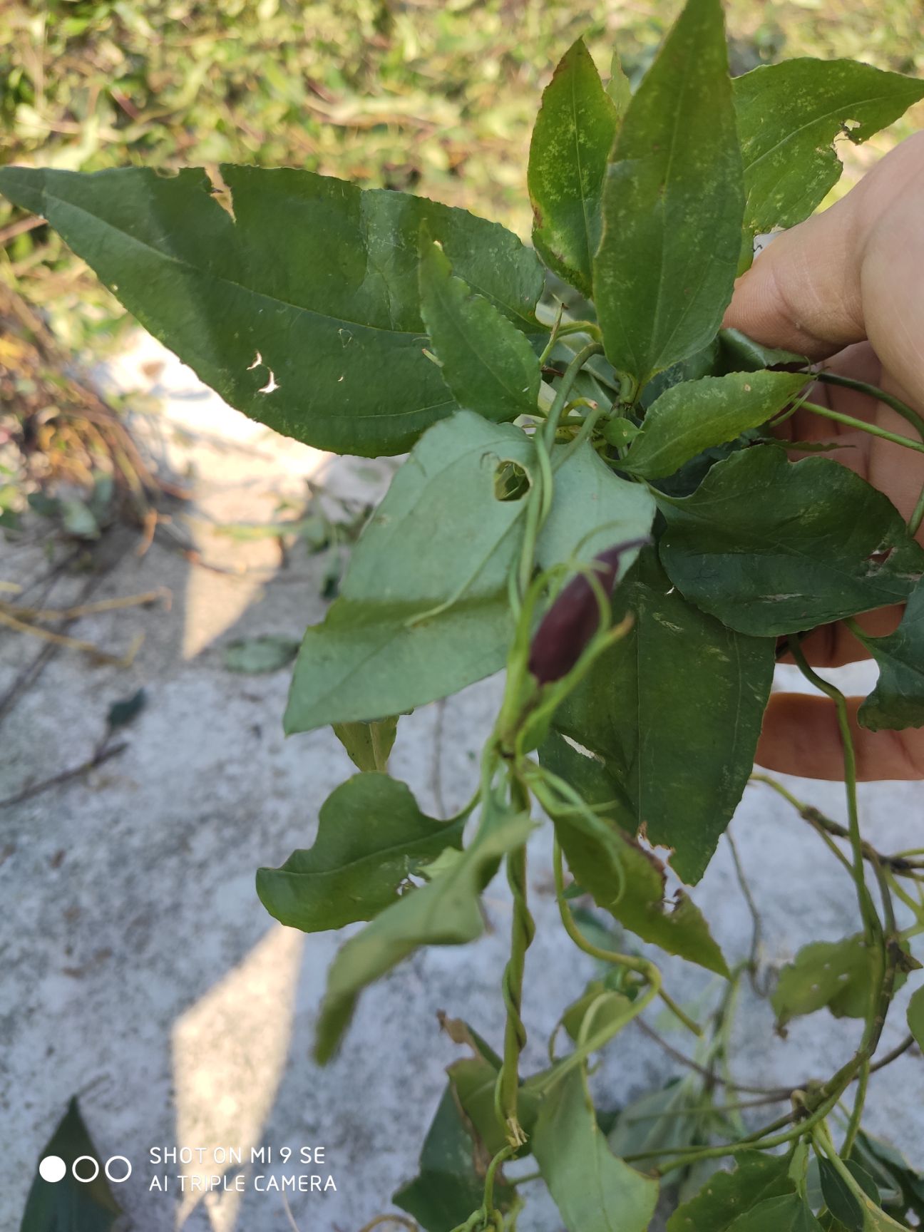 肺心草 双蝴蝶,肺形草(干货,鲜货均有)