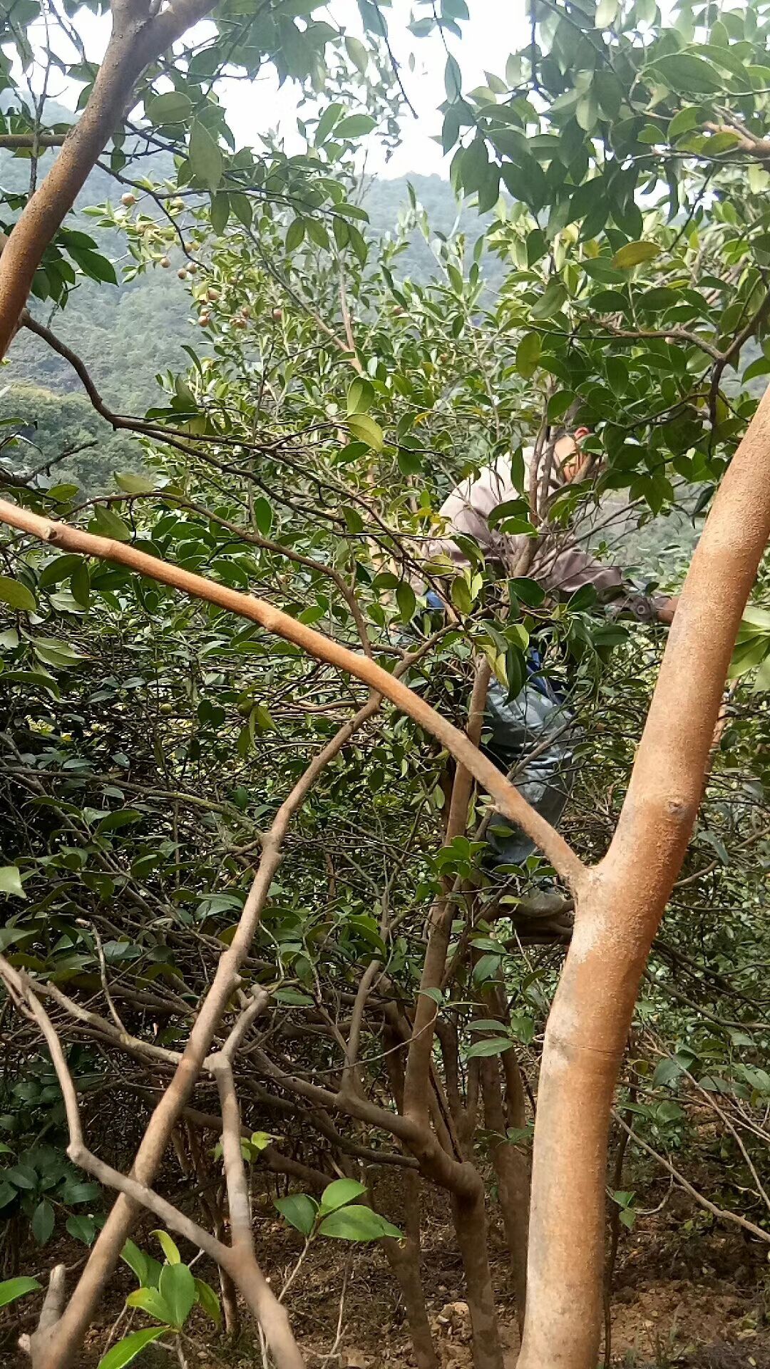 出油率高的野山茶籽,人工挑选