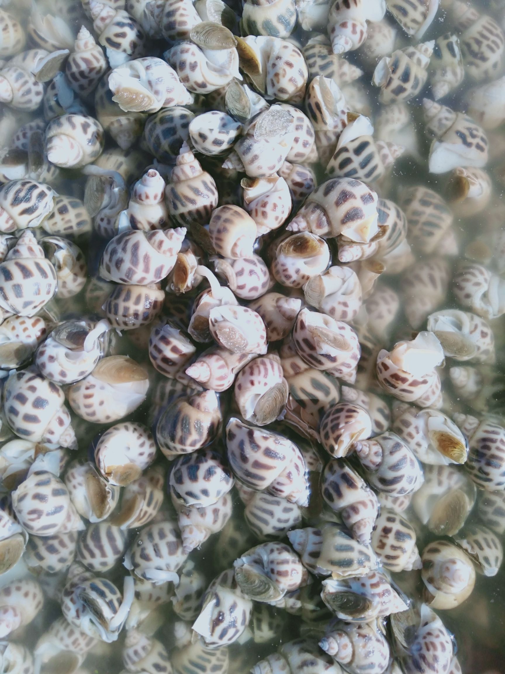 广西北海银海区 香螺