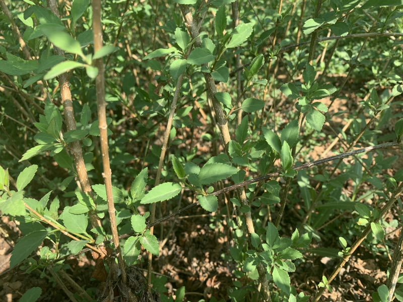 药用连翘苗 地地道道农民,种植地地道道中药材