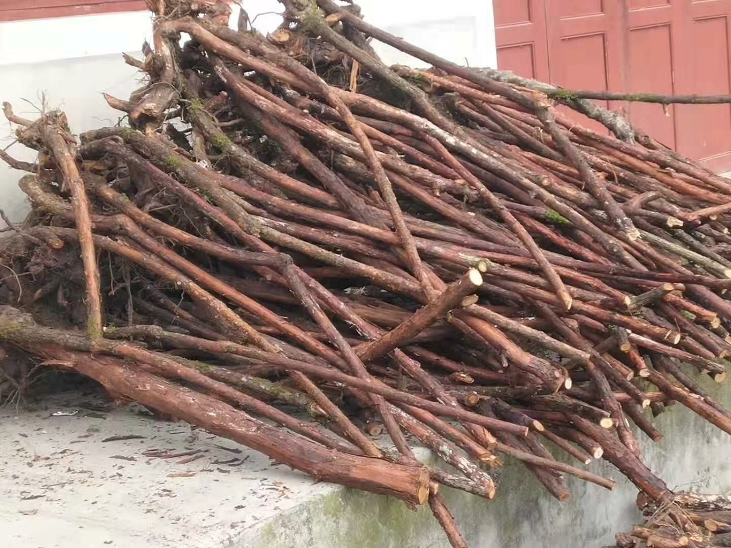 红刺藤,山木香,大量优质下山桩供应