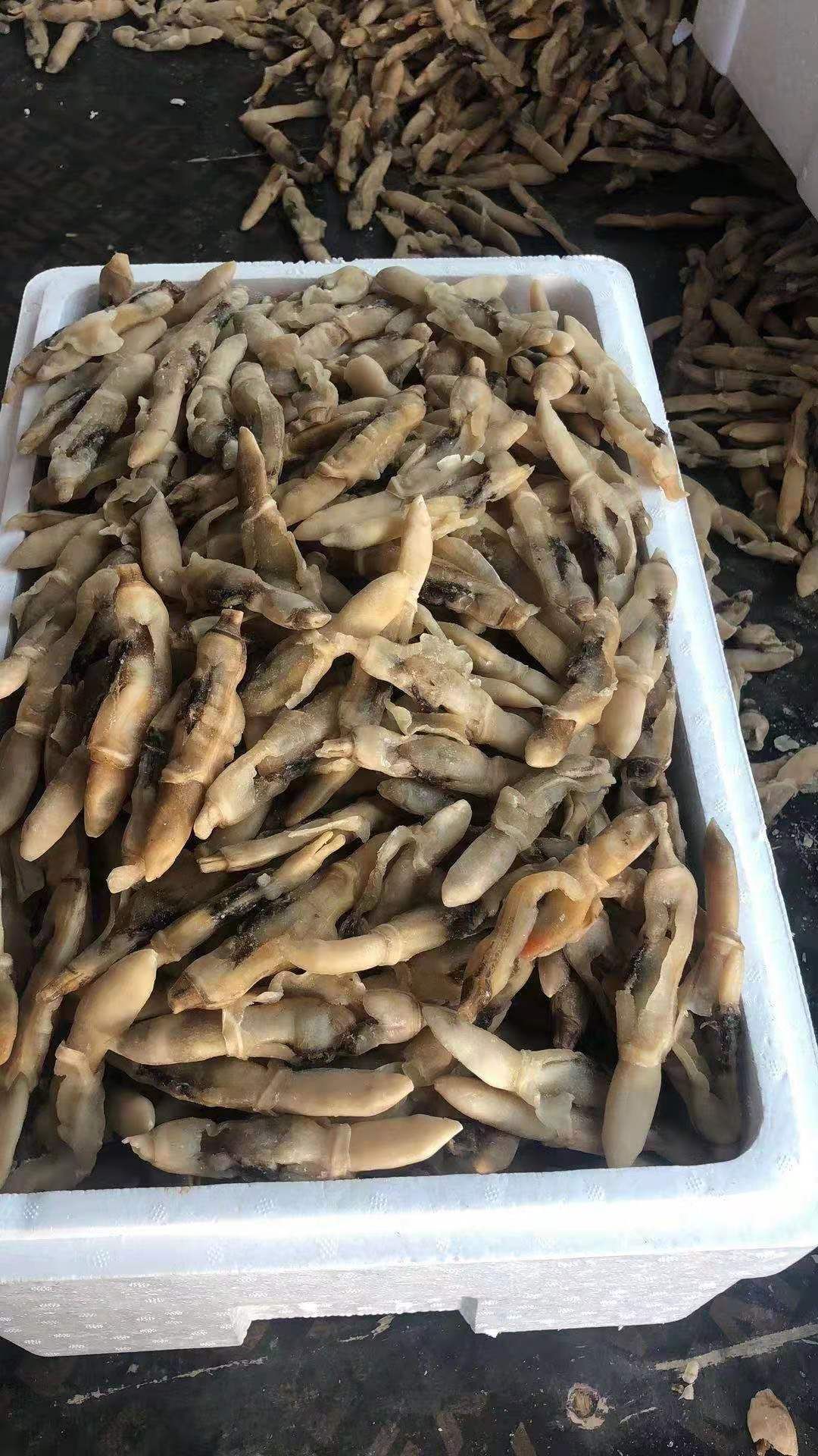蛏干 无沙蛏子干