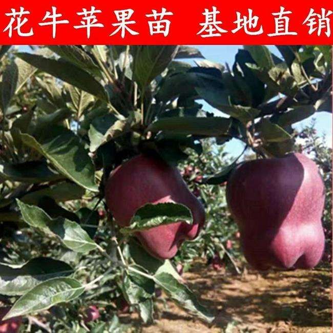 花牛苹果树苗 花牛苹果苗,9月下旬成熟,现挖现发,保证品种,保证成活