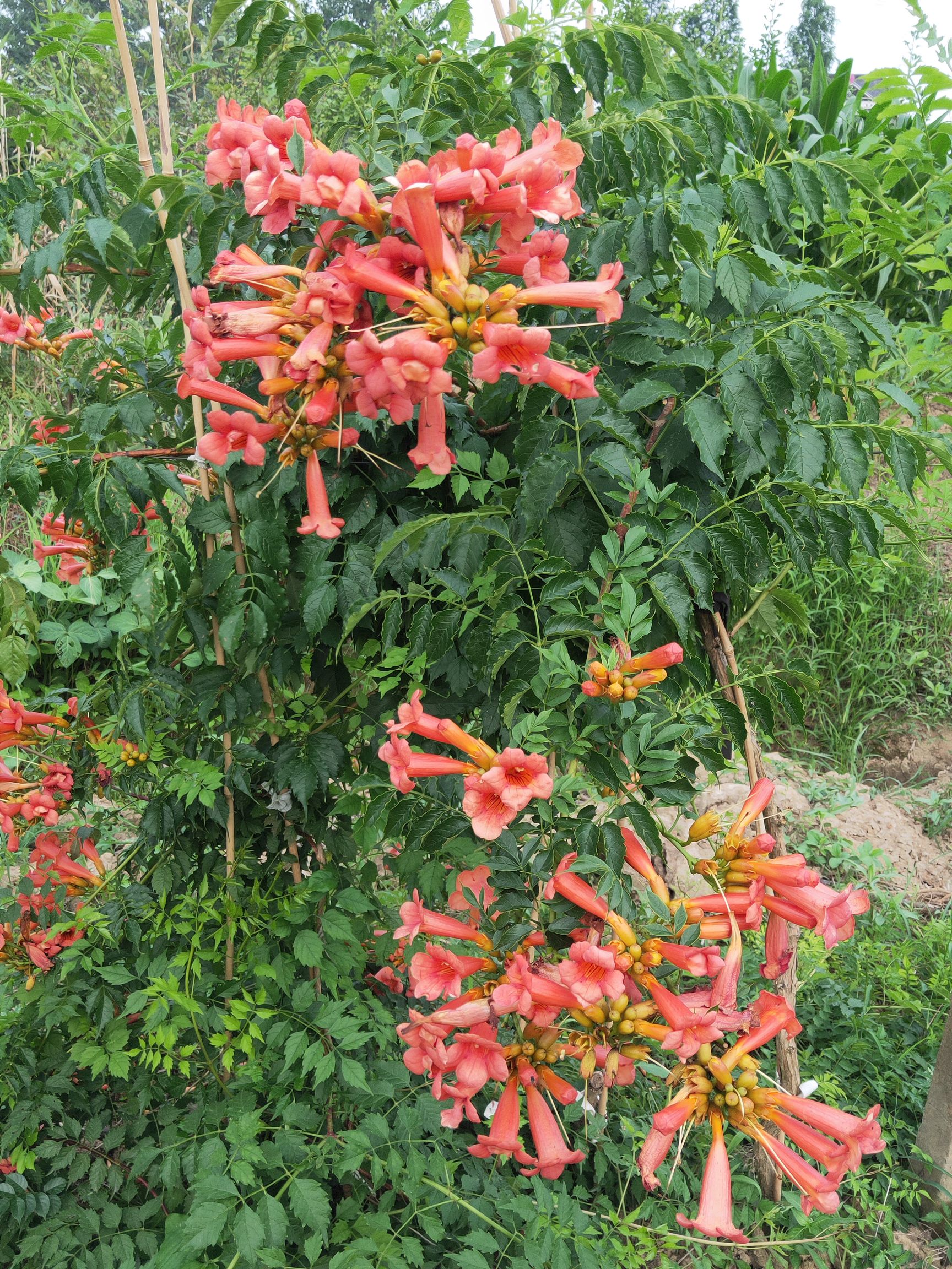 凌霄花 苗圃供应常年凌霄.一到十公分.要做就做精品苗