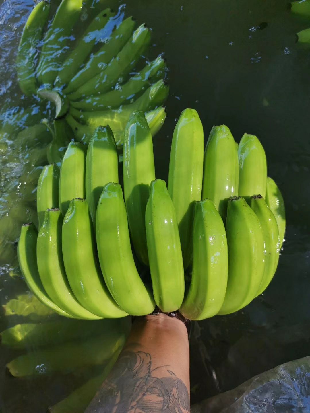 老挝香蕉 精品云南广西不受寒纯三把蕉 质量有保证 果面干净 不硬心