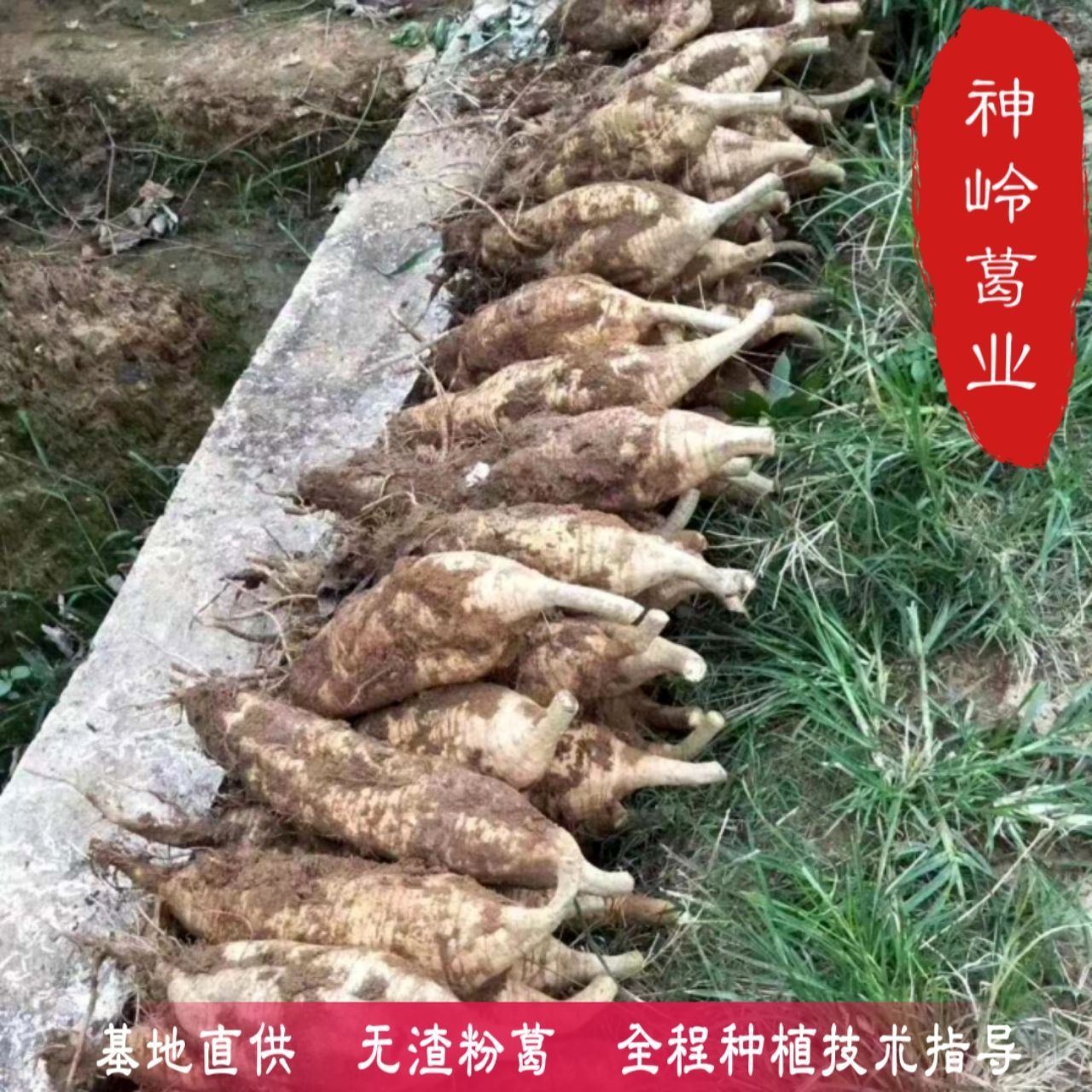 [葛根种苗批发] 粉葛 粉葛种苗 发芽苗 诚信代办 视频