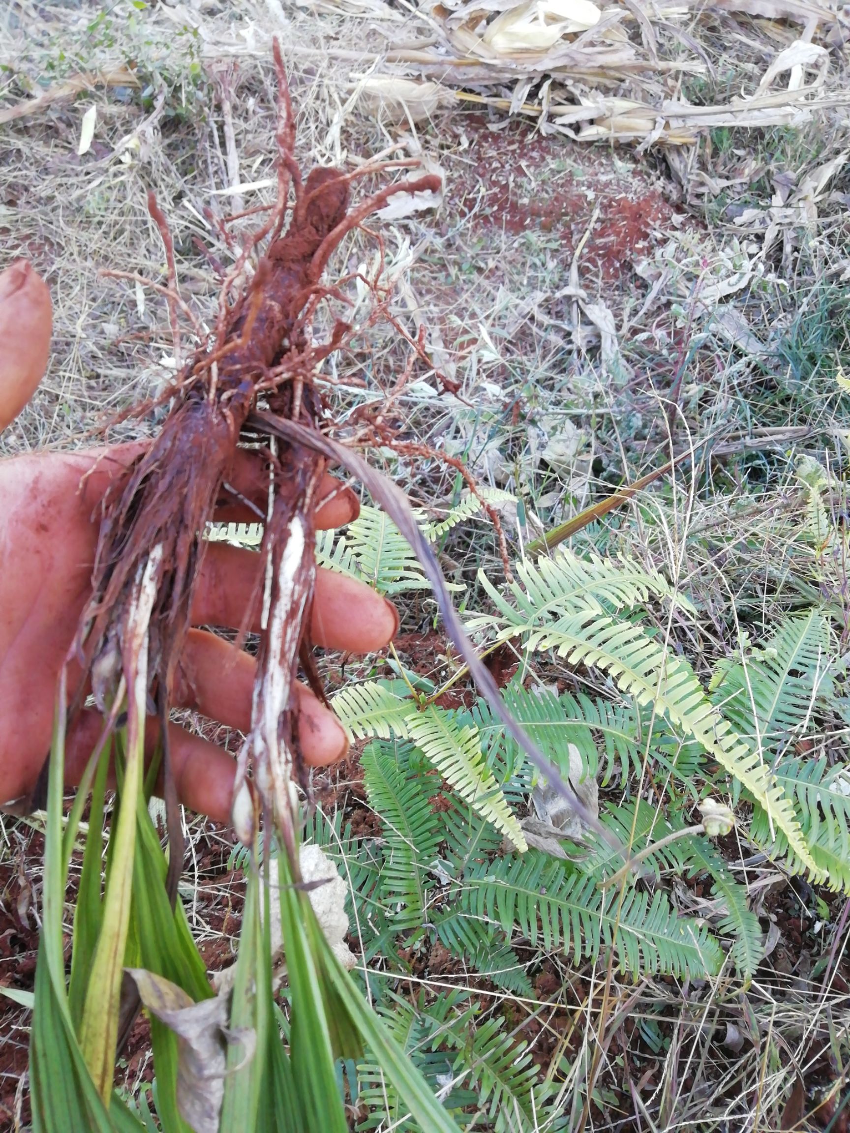 纯野生的仙茅