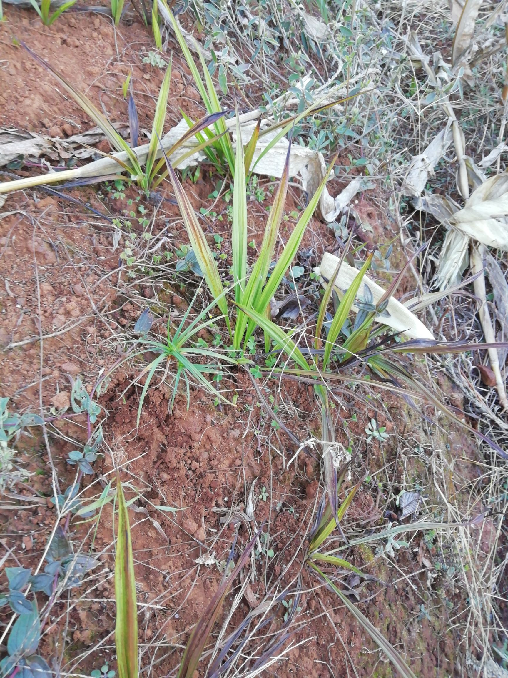 纯野生的仙茅