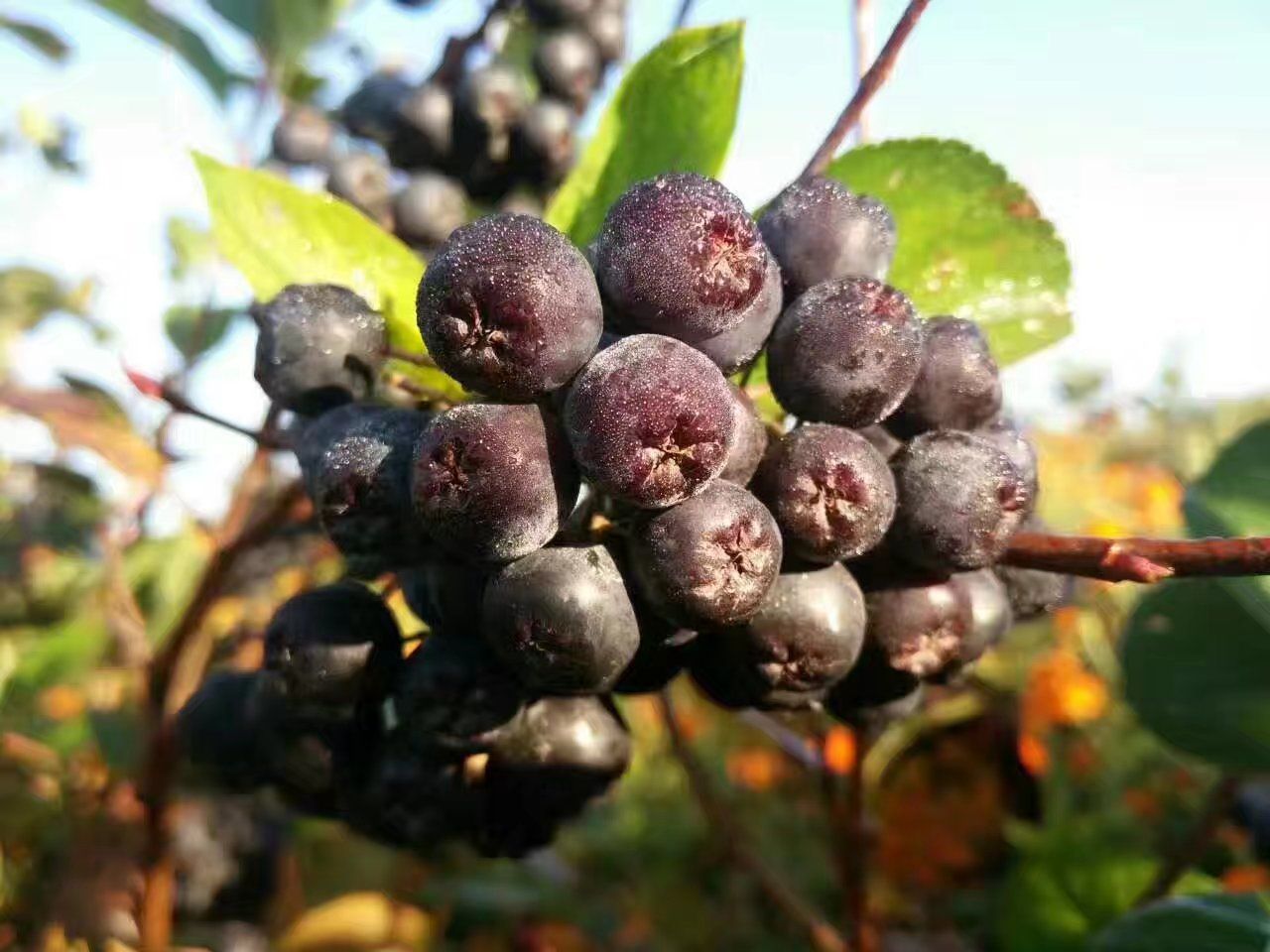 黑果腺肋花楸(不老莓)年底大促,最后三天