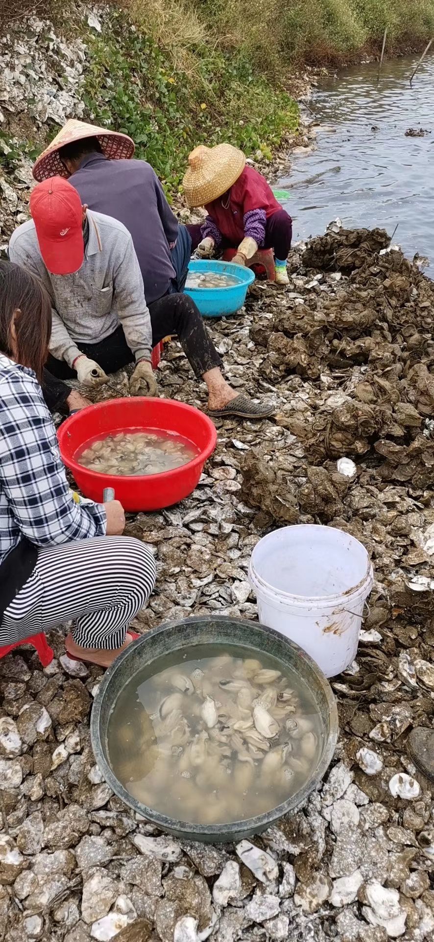 台山蚝 广东台山生蚝!喜欢吗