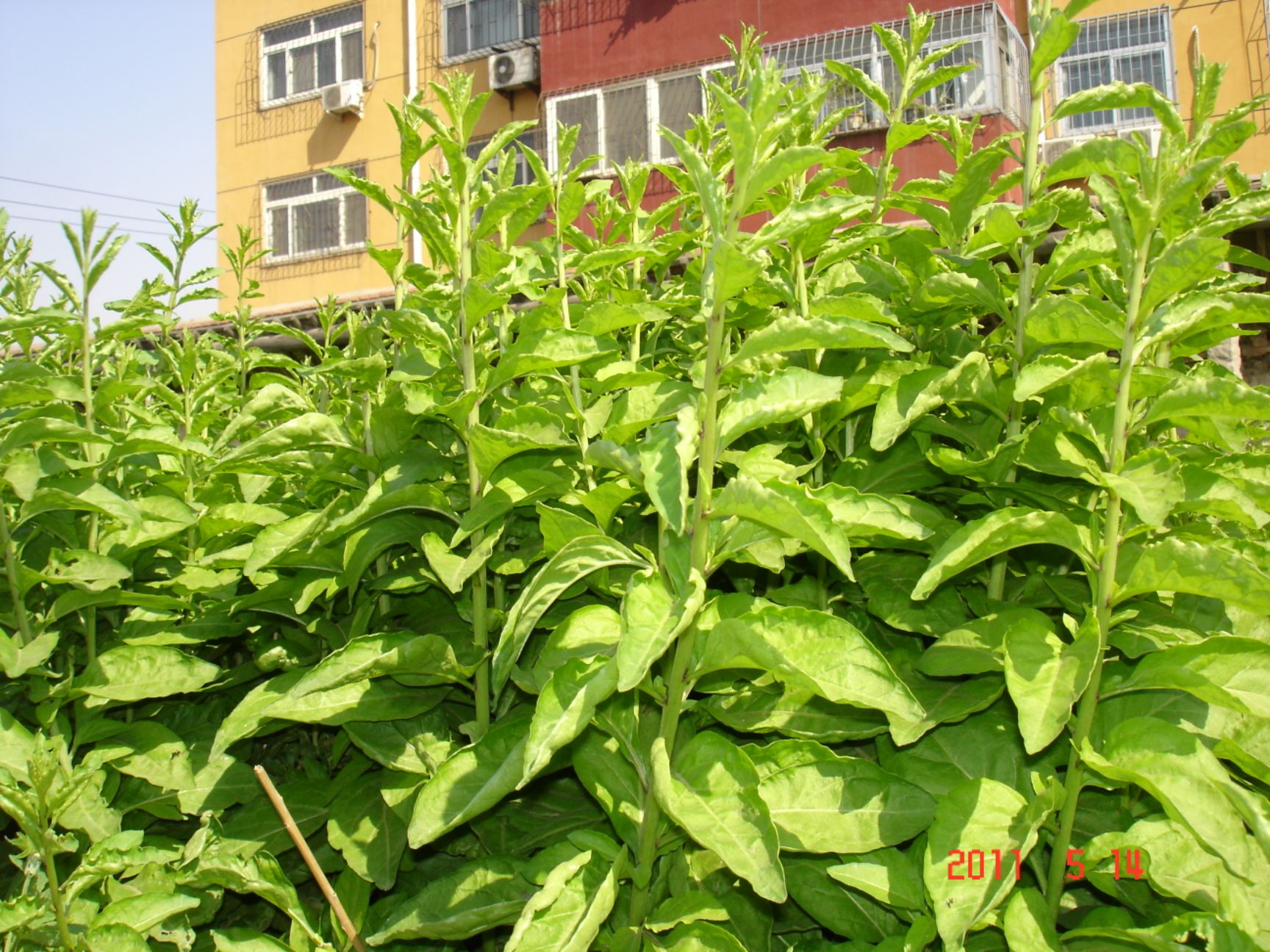 枸杞芽 大叶枸杞苗,产地直销广东蔬菜苗