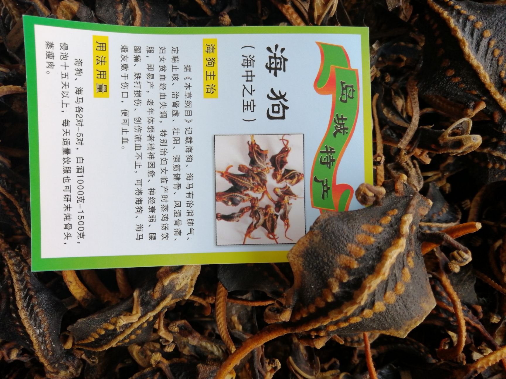 海蛤蚧,海狗