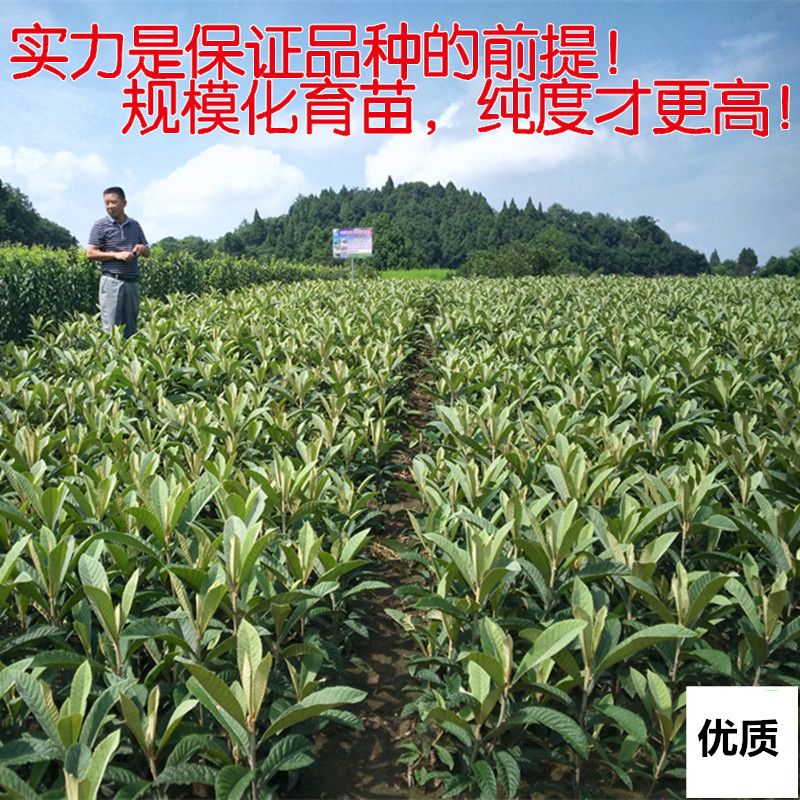 蒙自枇杷苗 无核砂糖枇杷苗适合南北方种植存活率极高当年结果苗