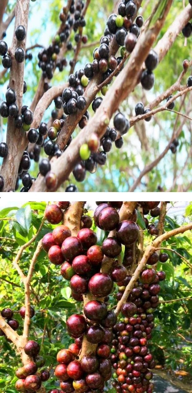 [黑加仑苗批发]黑加仑苗 黑加仑树葡萄 品质保证 基地