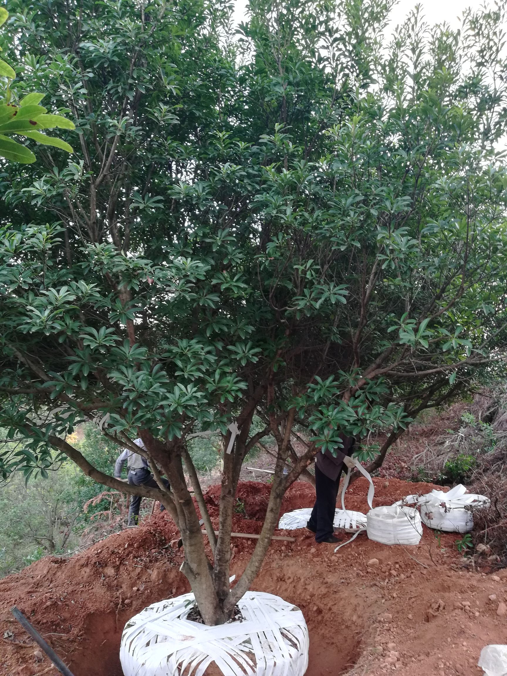 杨梅树 我基地有300亩杨梅林全是10至20公分的优质品种.