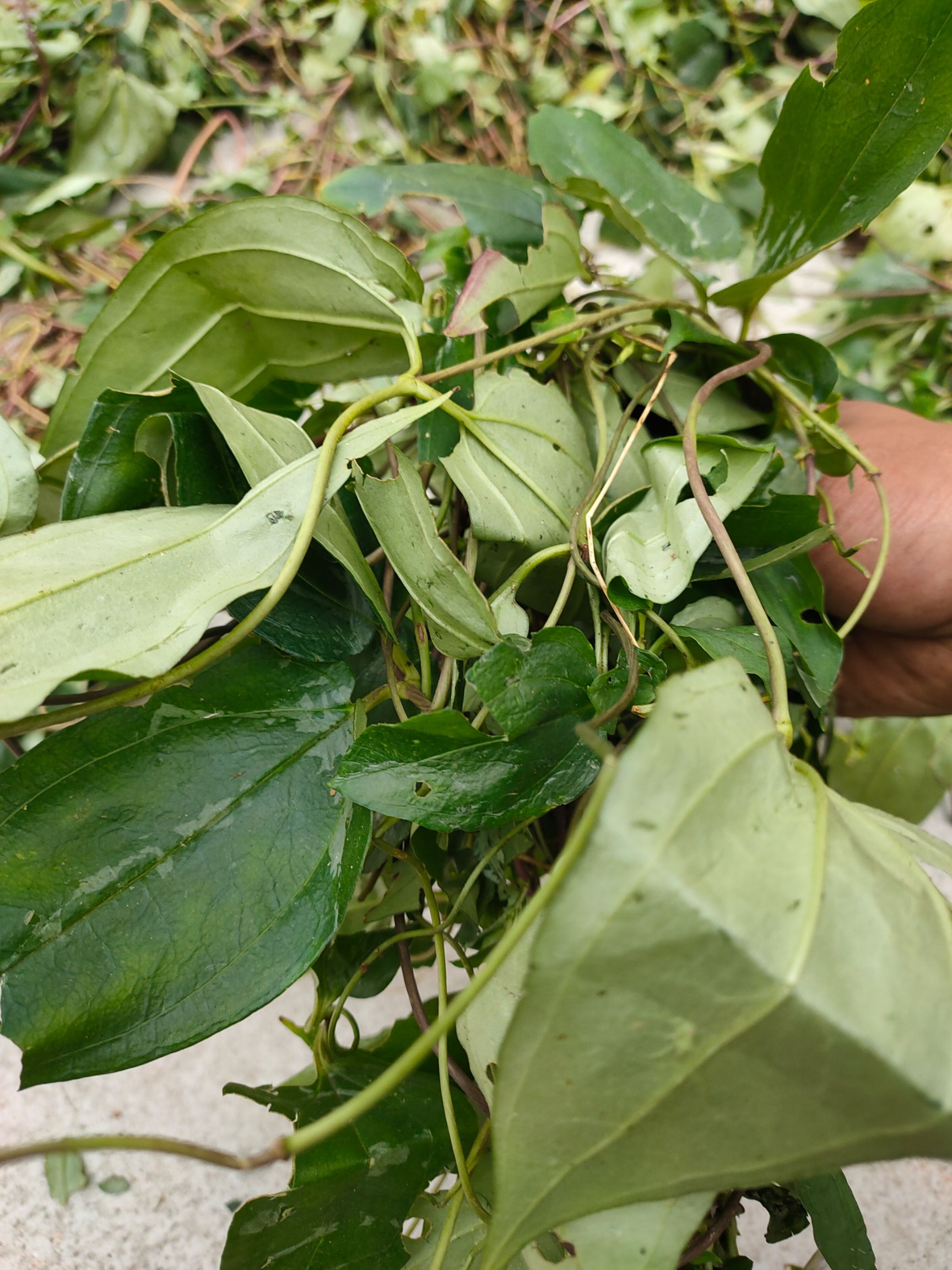 肺心草 肺形草