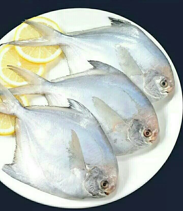 浙江温州新鲜鱼 白鲳鱼 新鲜美味(6斤1件包邮)
