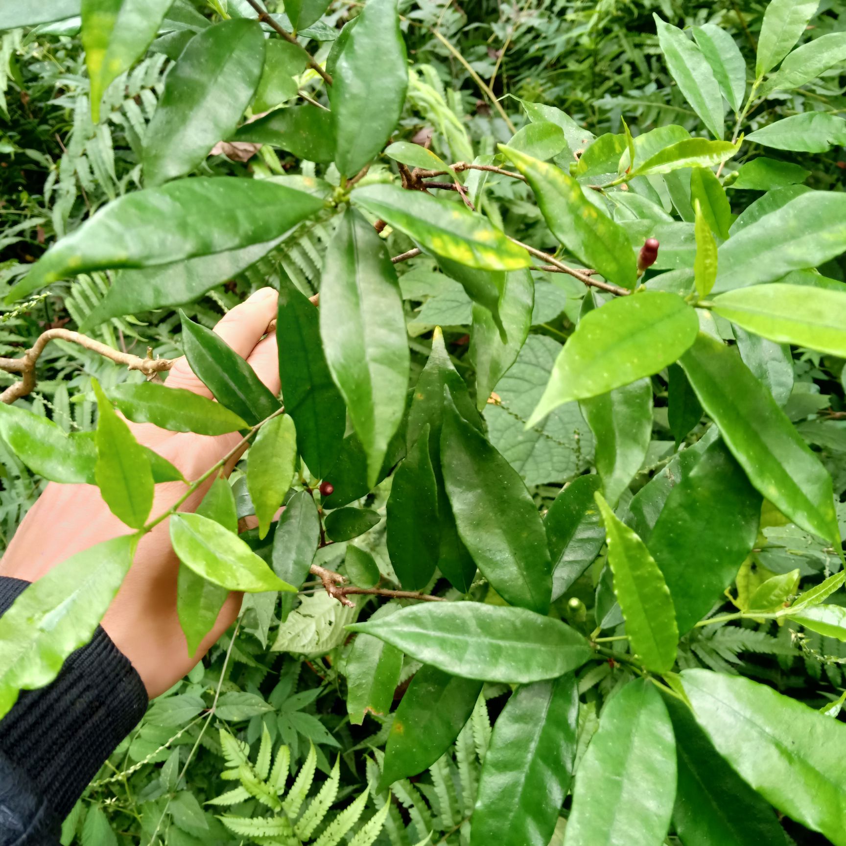 牛奶树根 白花牛奶根香气十足.