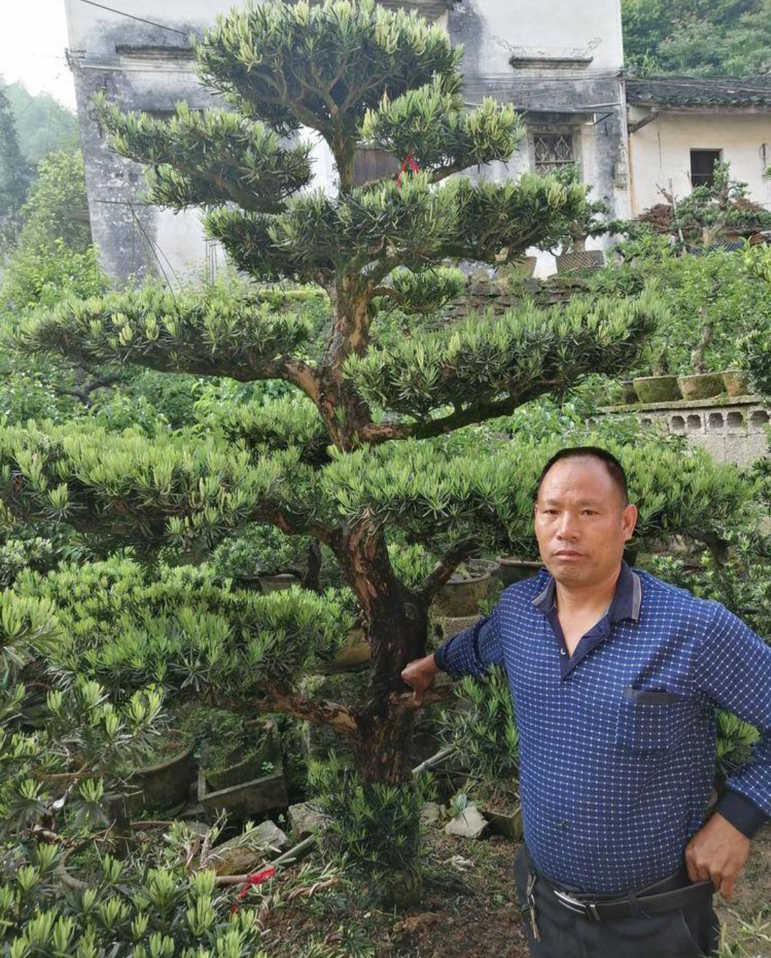 珍珠小叶罗汉松