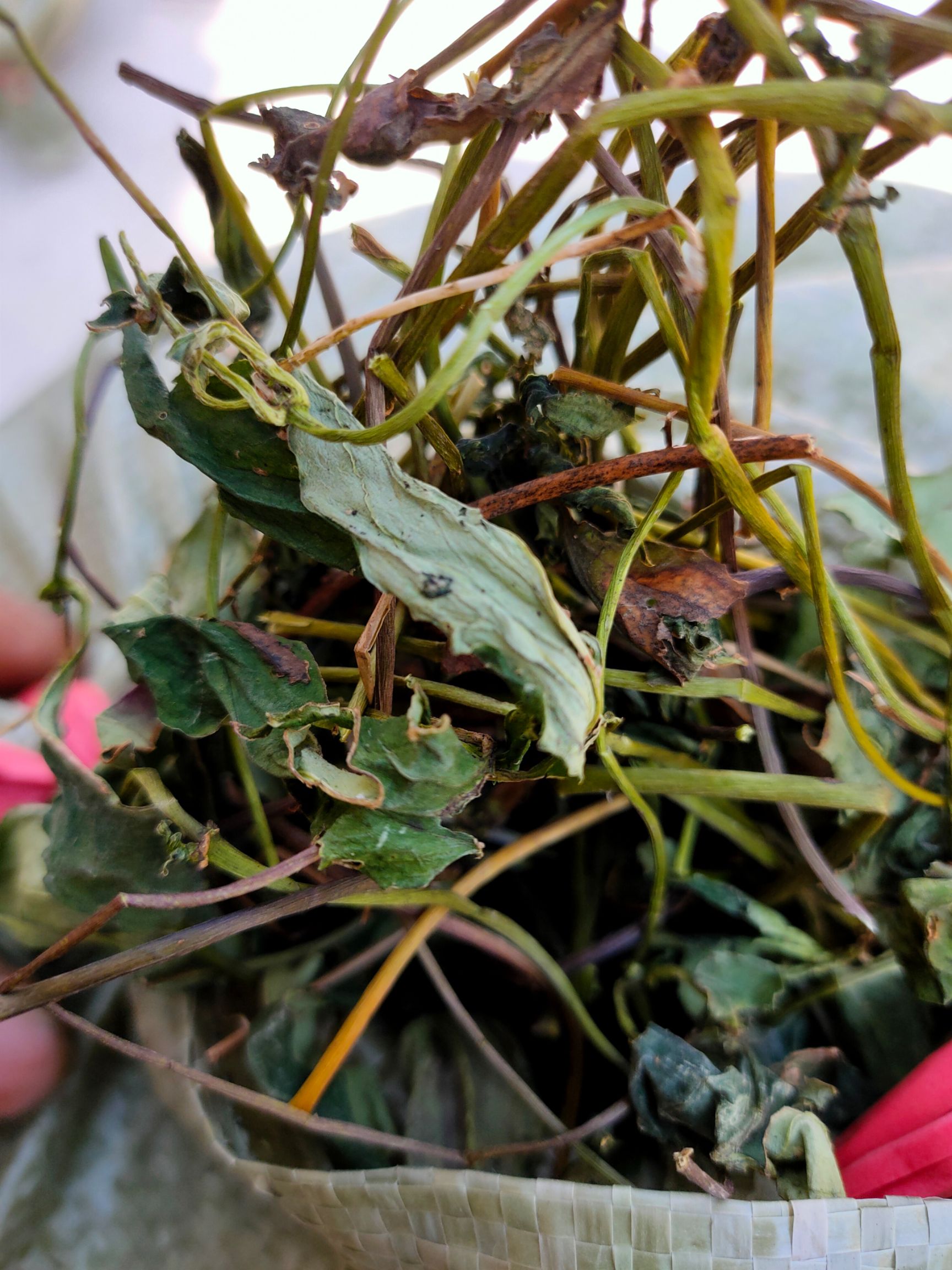 肺心草 肺形草