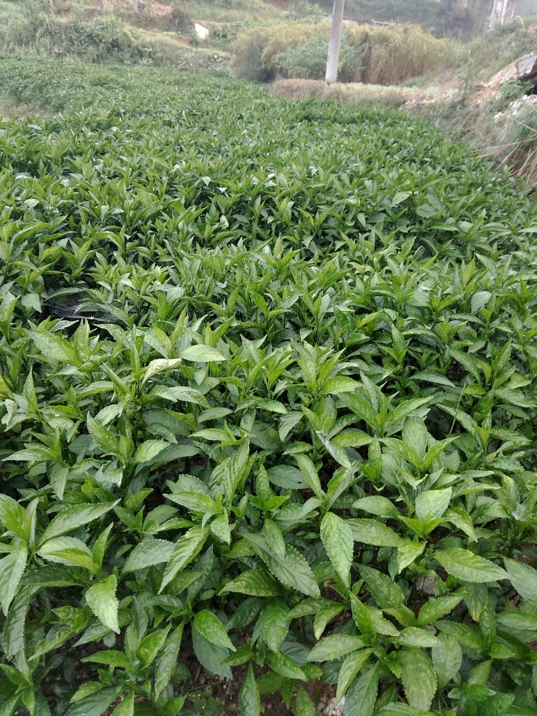 蓝靛果苗 布依族染布料