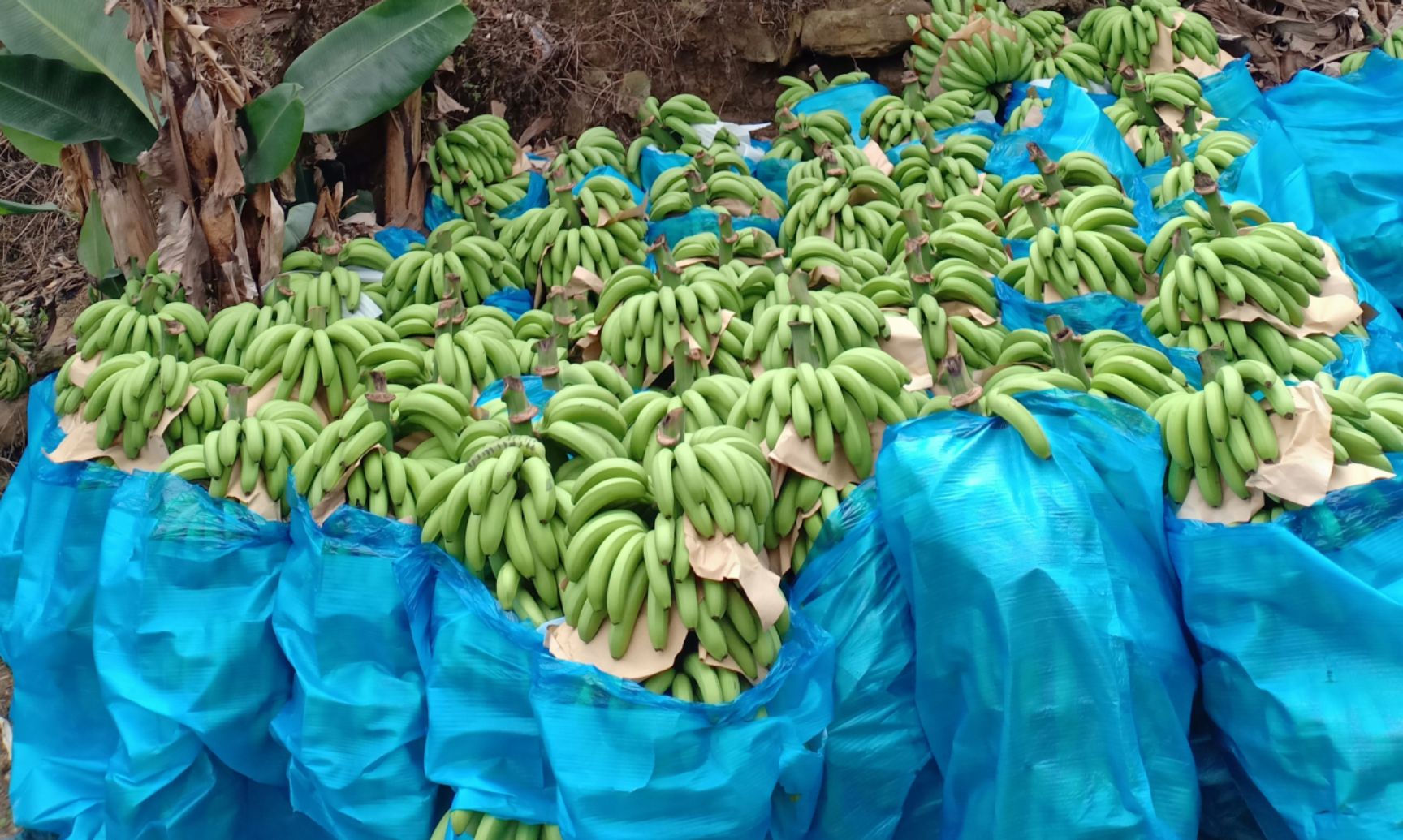 云南香蕉批发四季有货坏果包赔8成熟按吨卖