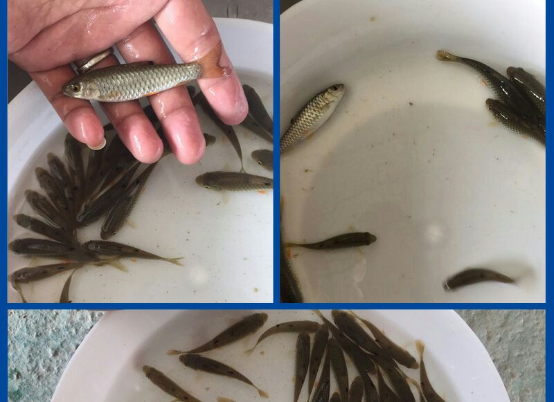 [清波鱼鱼苗批发]清波鱼鱼苗 倒刺鲃 鱼苗 军鱼苗 鲩