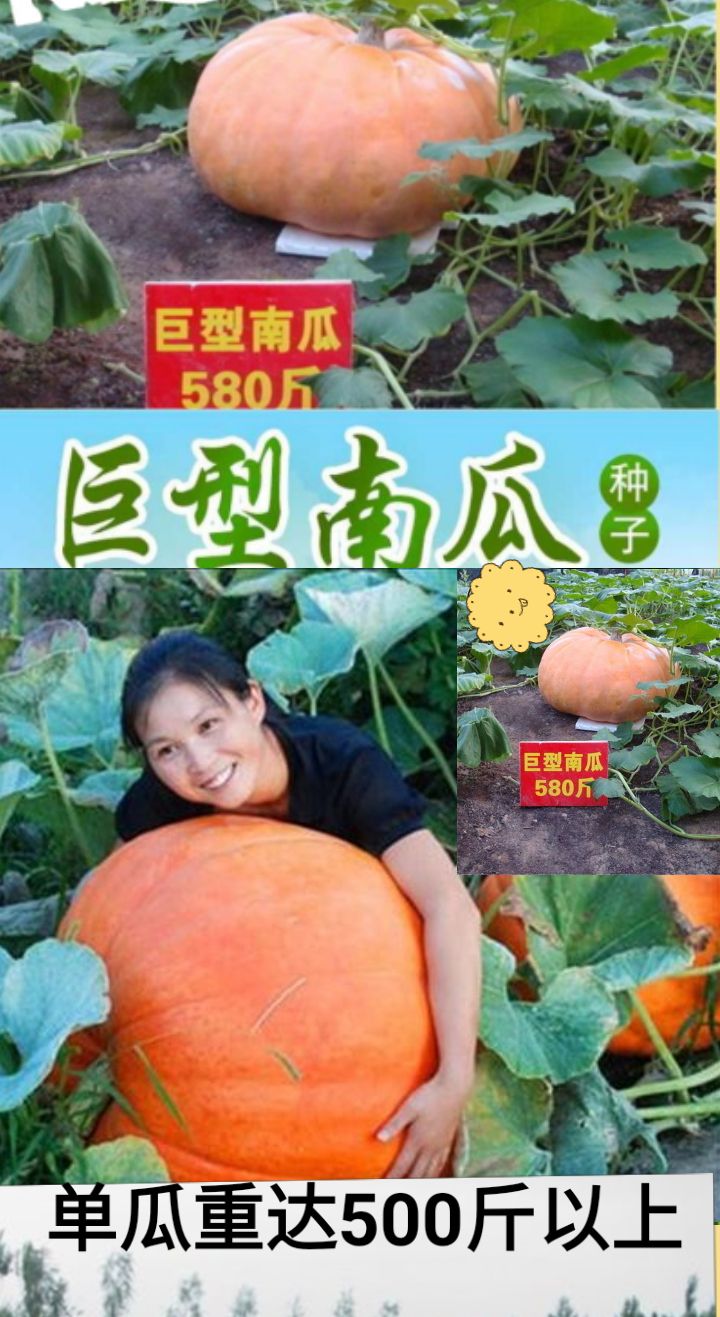 巨型南瓜种子单瓜重达五百斤以上原厂彩色包装5粒装包邮