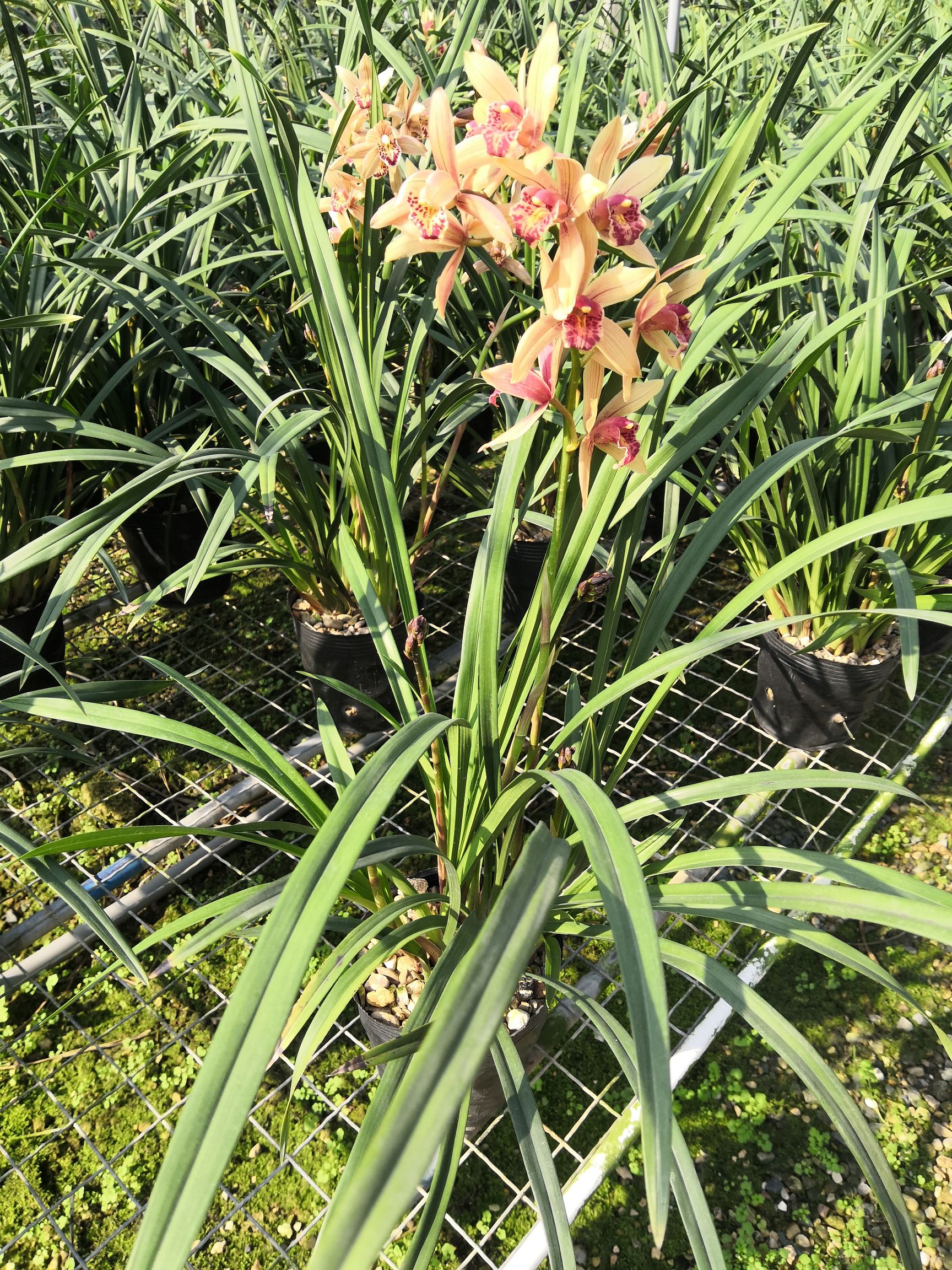 建兰快车小姐1盆2--3花苞