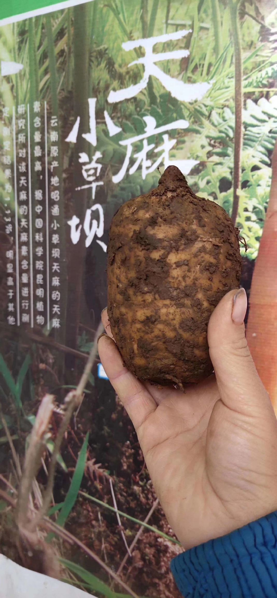 正宗小草坝天麻