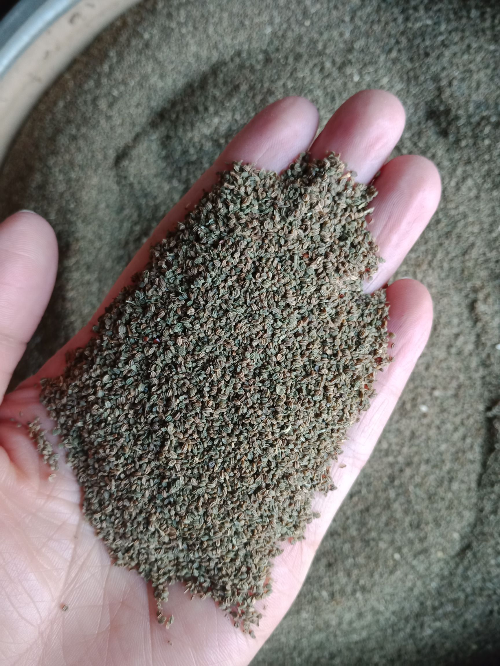 芹菜籽新货降 压降脂可打粉泡水