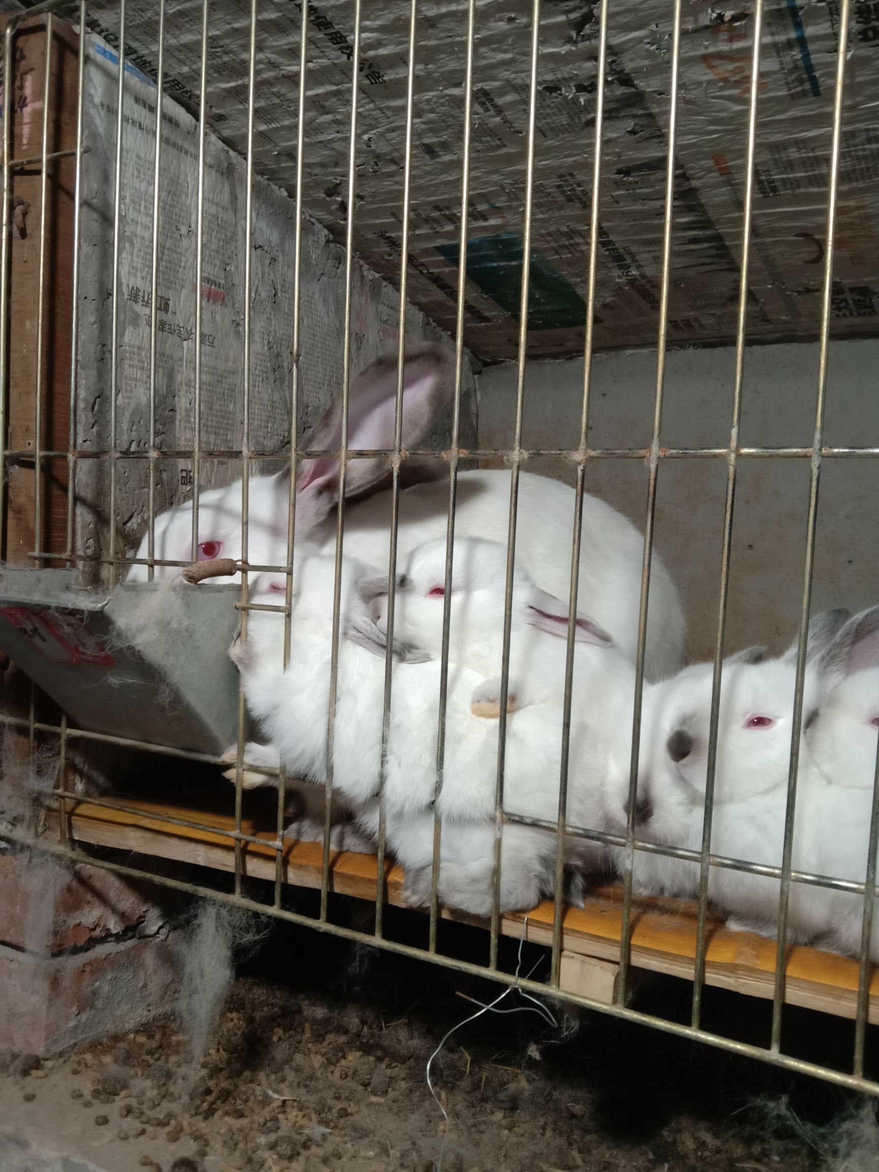 品种名:肉兔 单只重:3-5斤 用途:肉兔 规格:大型兔