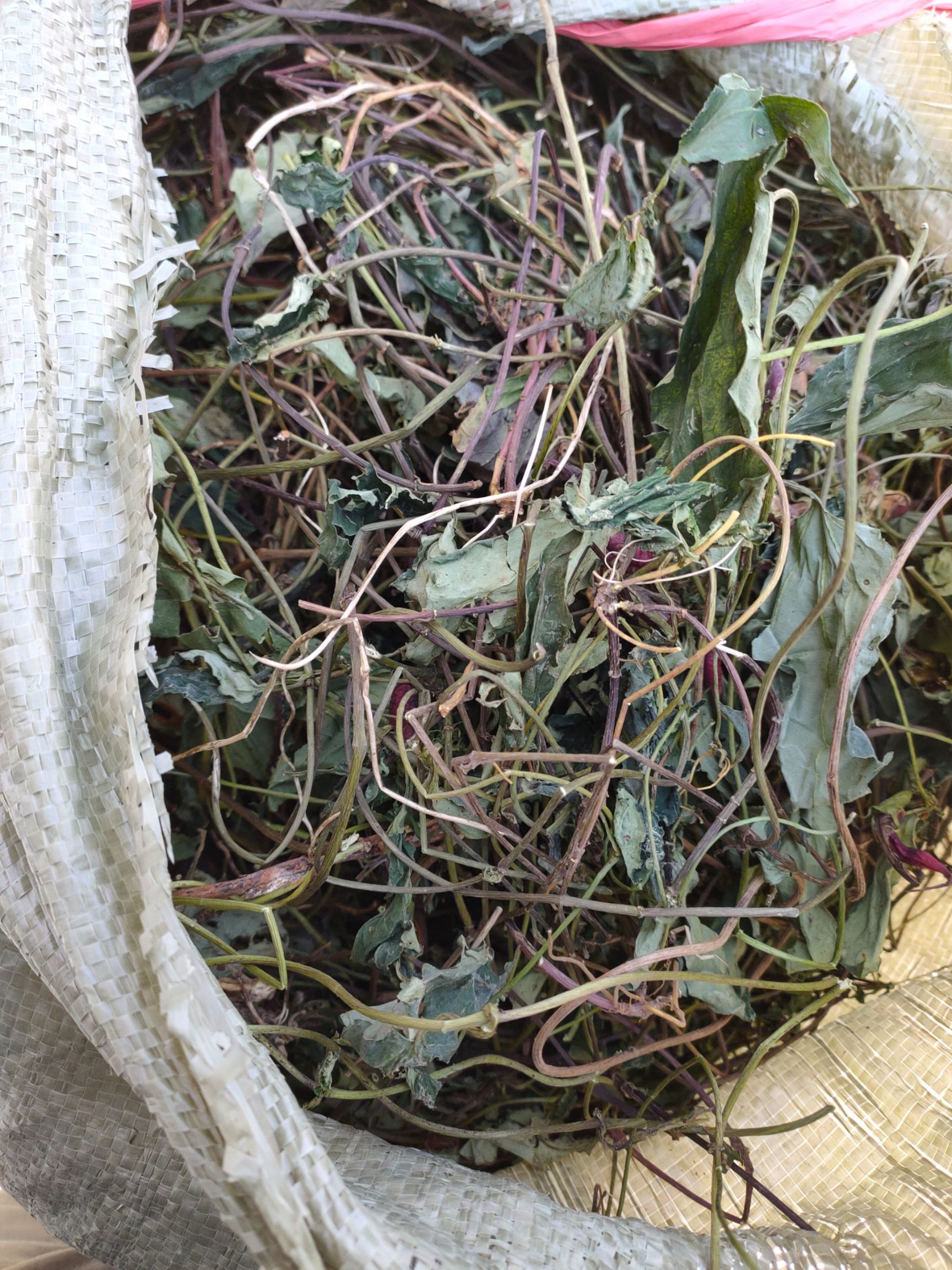 肺心草 肺形草