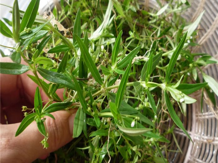 优选中药材草药之白花蛇舌草,别名:蛇舌草,羊须草,蛇总管