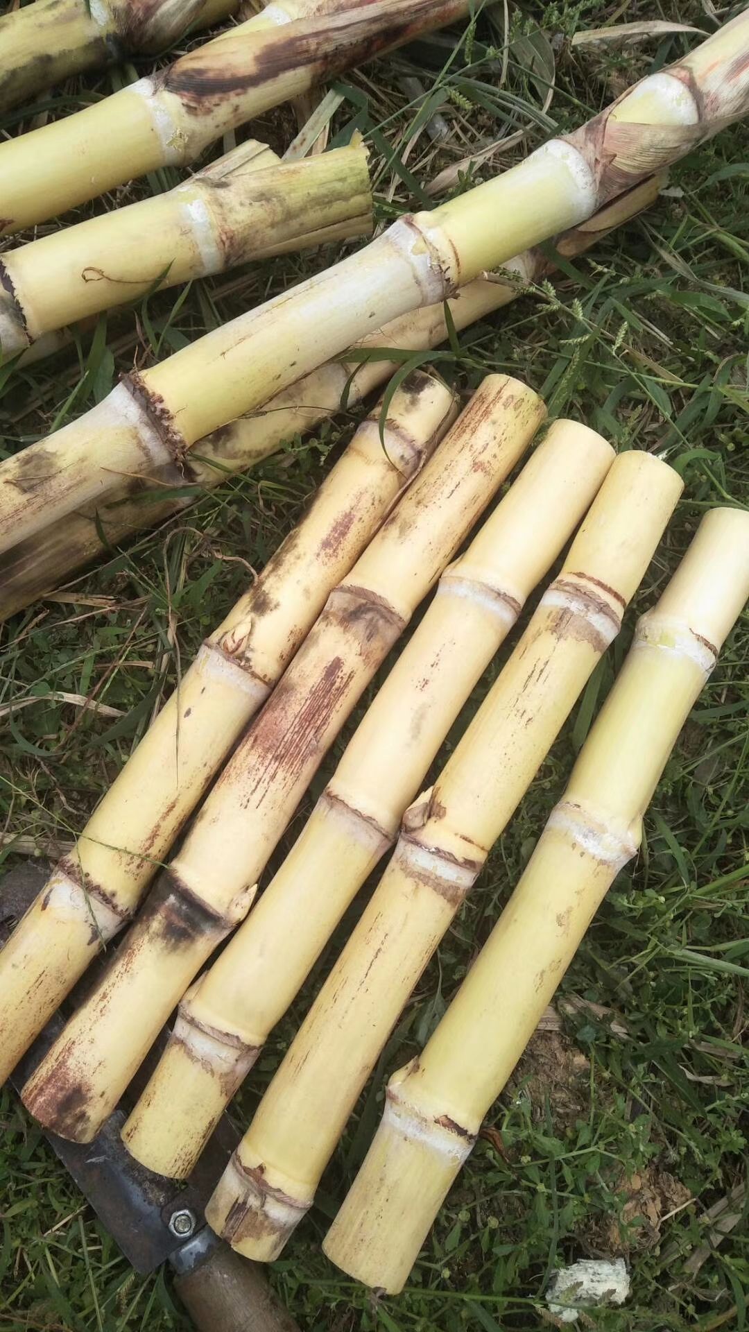 水果甘蔗木格白玉蔗玻璃脆甘蔗白皮甘蔗非黄皮甘蔗青皮黑皮甘蔗