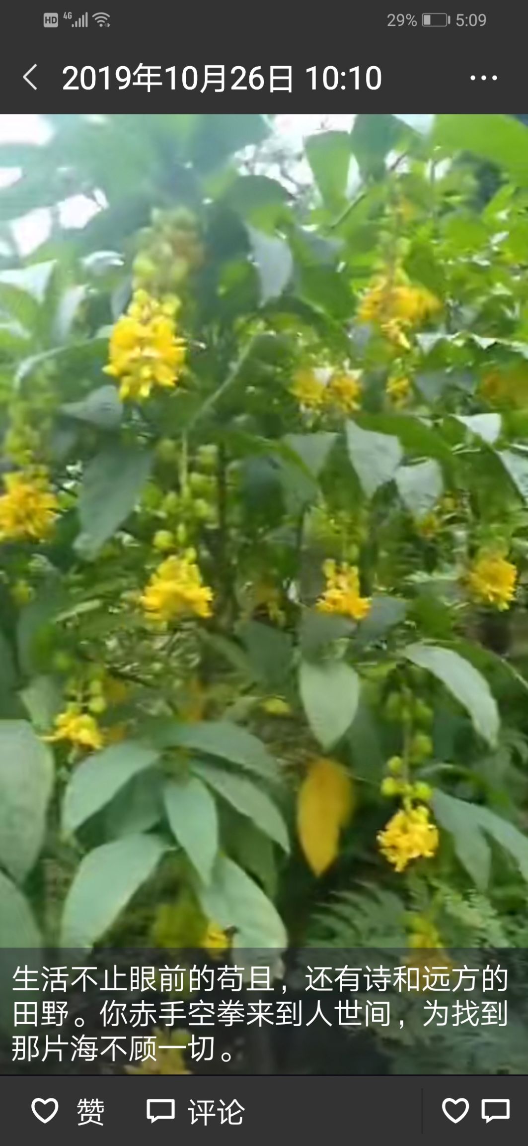 黄花倒水莲种植,可享受国家林下种植补助.欢迎你可以考虑种植.