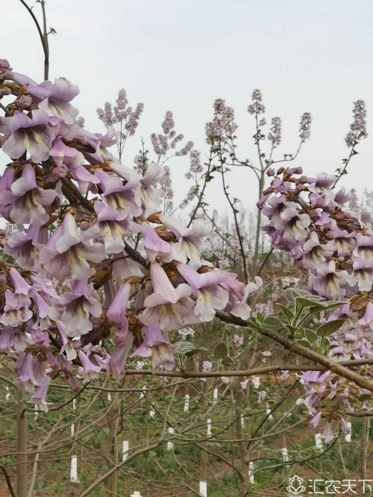 贵州紫花泡桐批发贵州紫花泡桐基地贵州供应紫花泡桐出售紫花泡桐