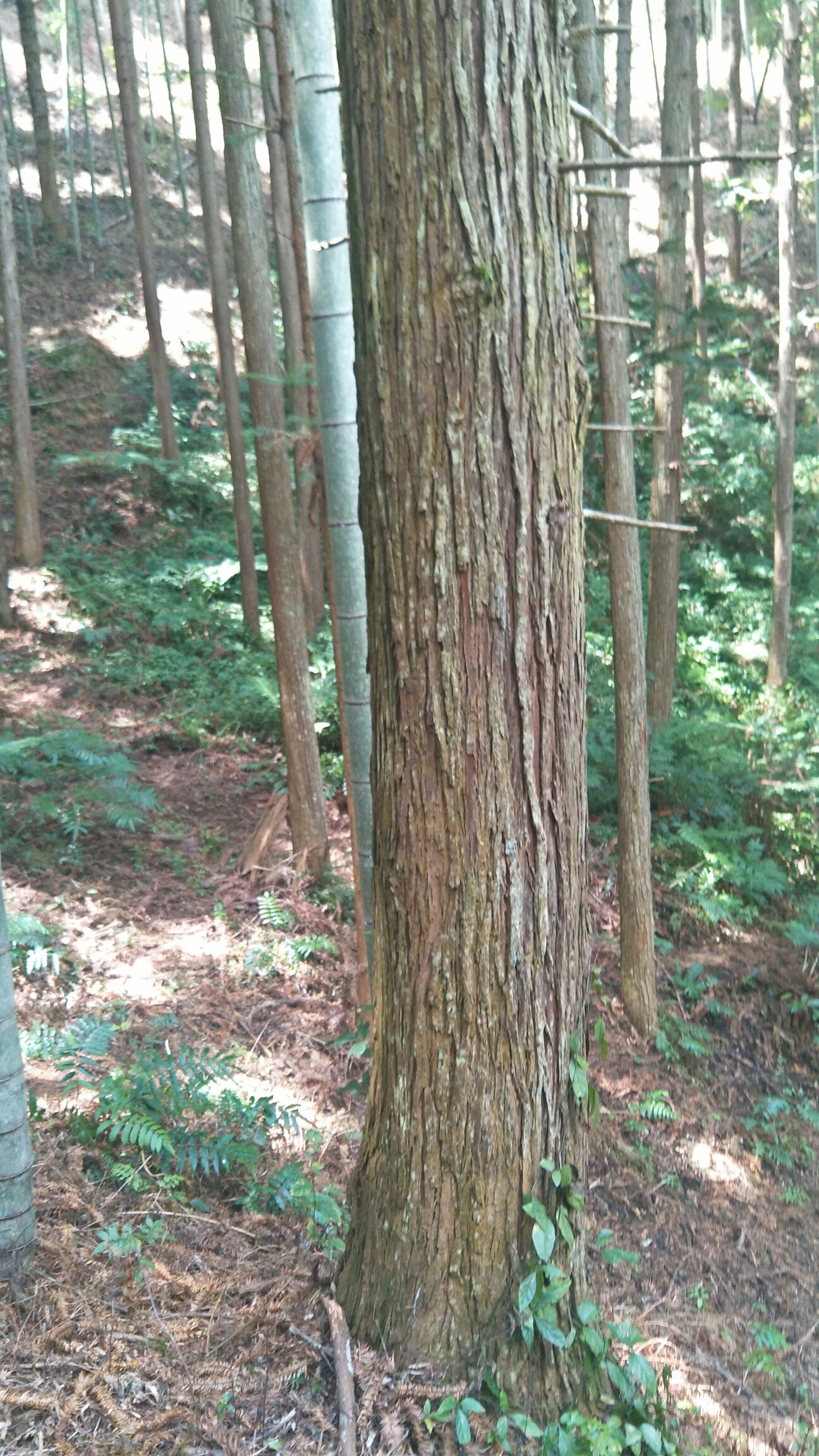 香杉