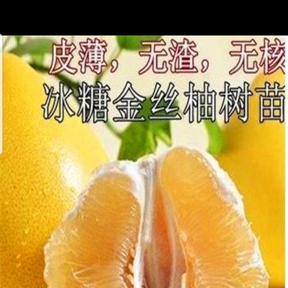 冰糖柚金丝柚子苗蜜柚树苗嫁接柚子树苗甜蜜柚树当年可结果苗