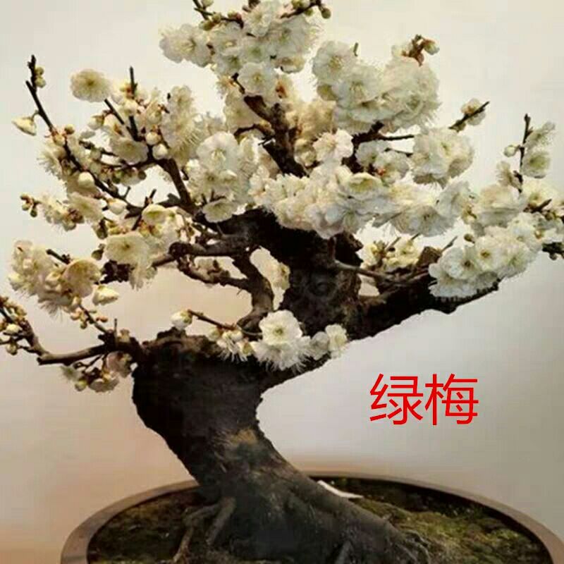 梅花盆景腊梅盆栽浓香型老桩红梅树苗耐寒花卉植物室内花阳台庭院