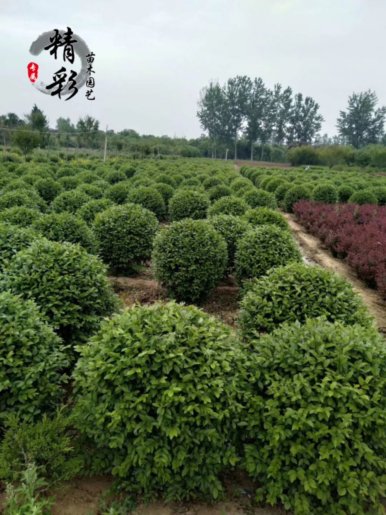 小叶女贞造型树 自家苗圃小叶女贞球,四季常青园林绿化植物庭院绿化