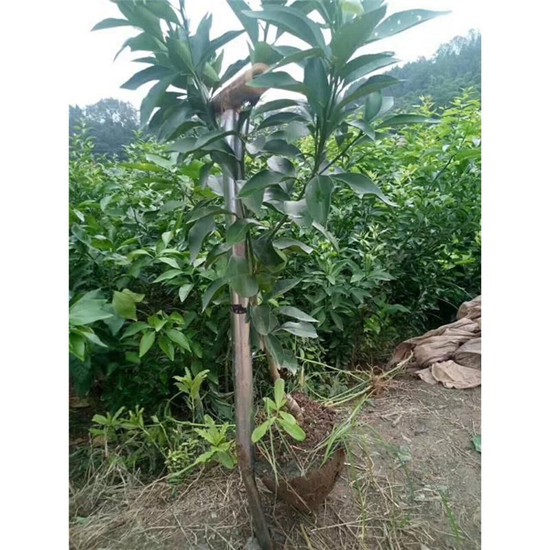 新品种日本 明日见柑橘苗 嫁接阿斯蜜柑橘子树苗甘平苗桔橘子树