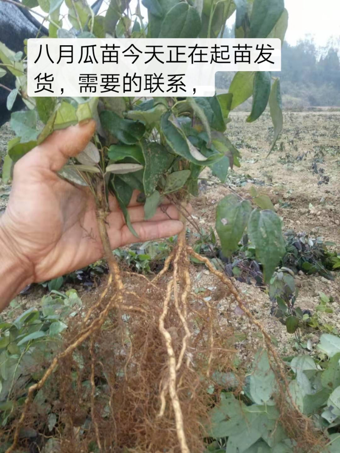 供应大厅  种子种苗  八月瓜苗   商品详情 果苗介绍 苗龄:一年至两年