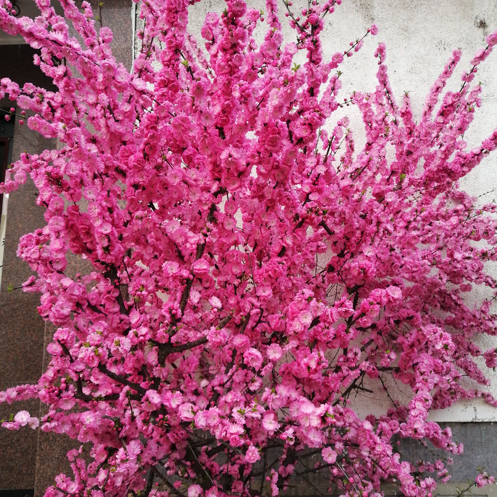 大红梅 雪梅花现挖现发,基地直销.