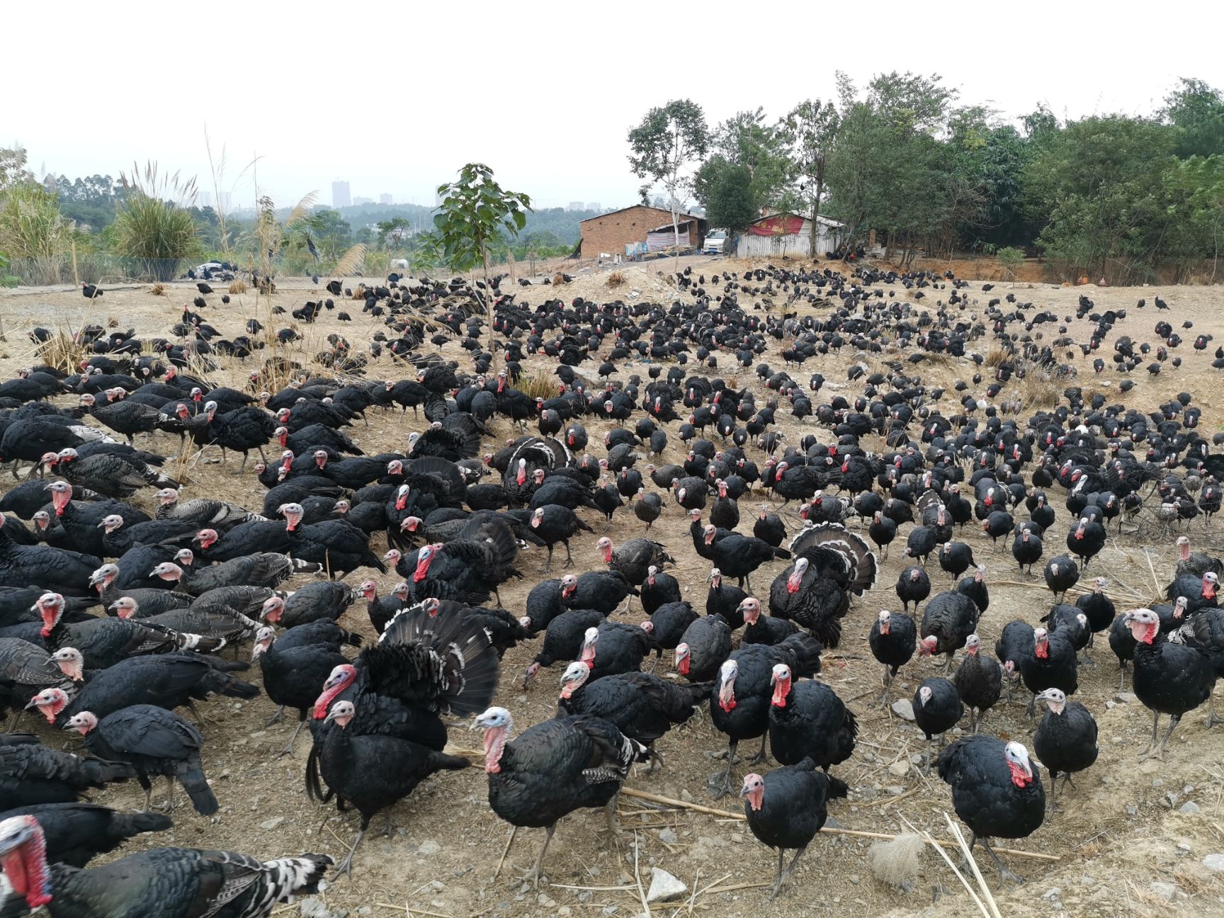 白火鸡苗,尼古拉火鸡苗,700系——能长50斤