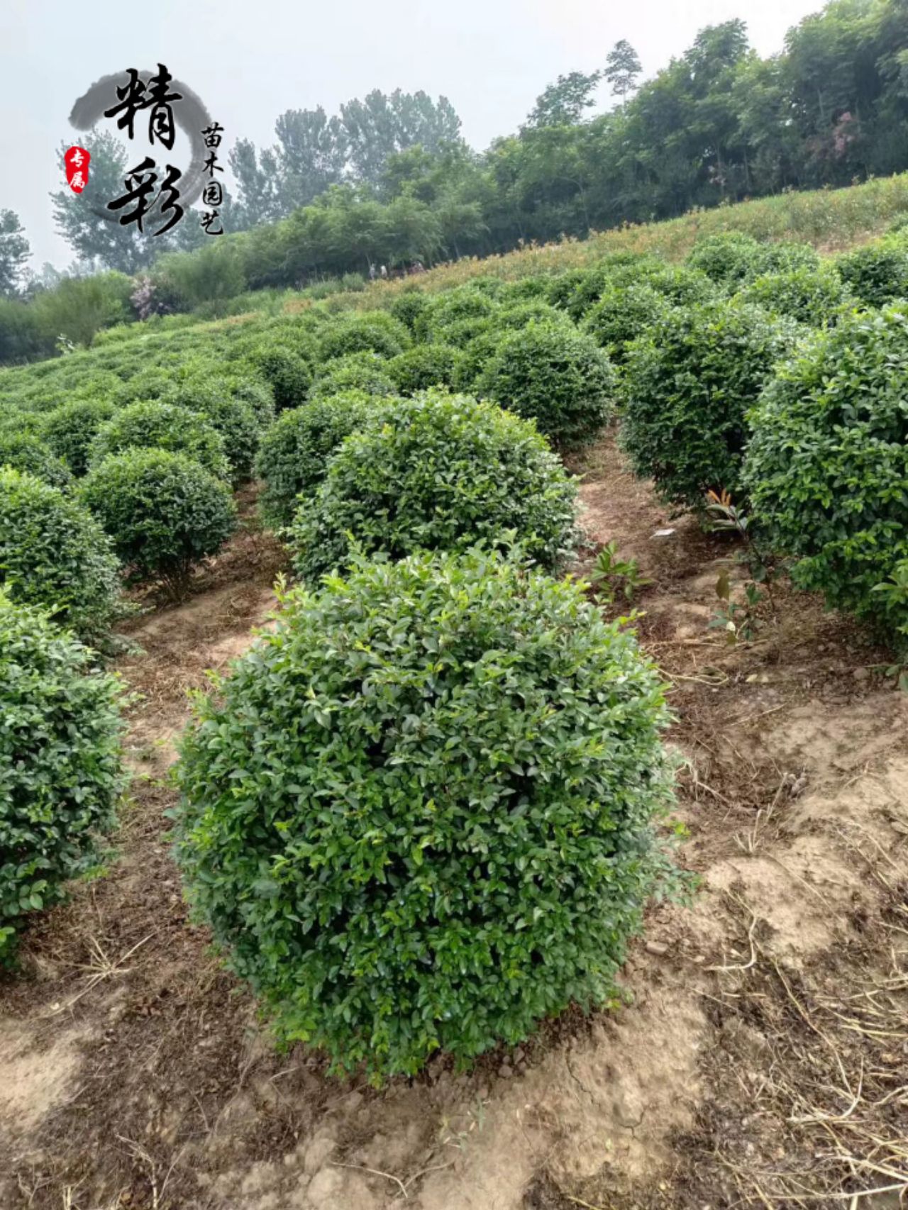 小叶女贞造型树 自家苗圃小叶女贞球,四季常青园林绿化植物庭院绿化