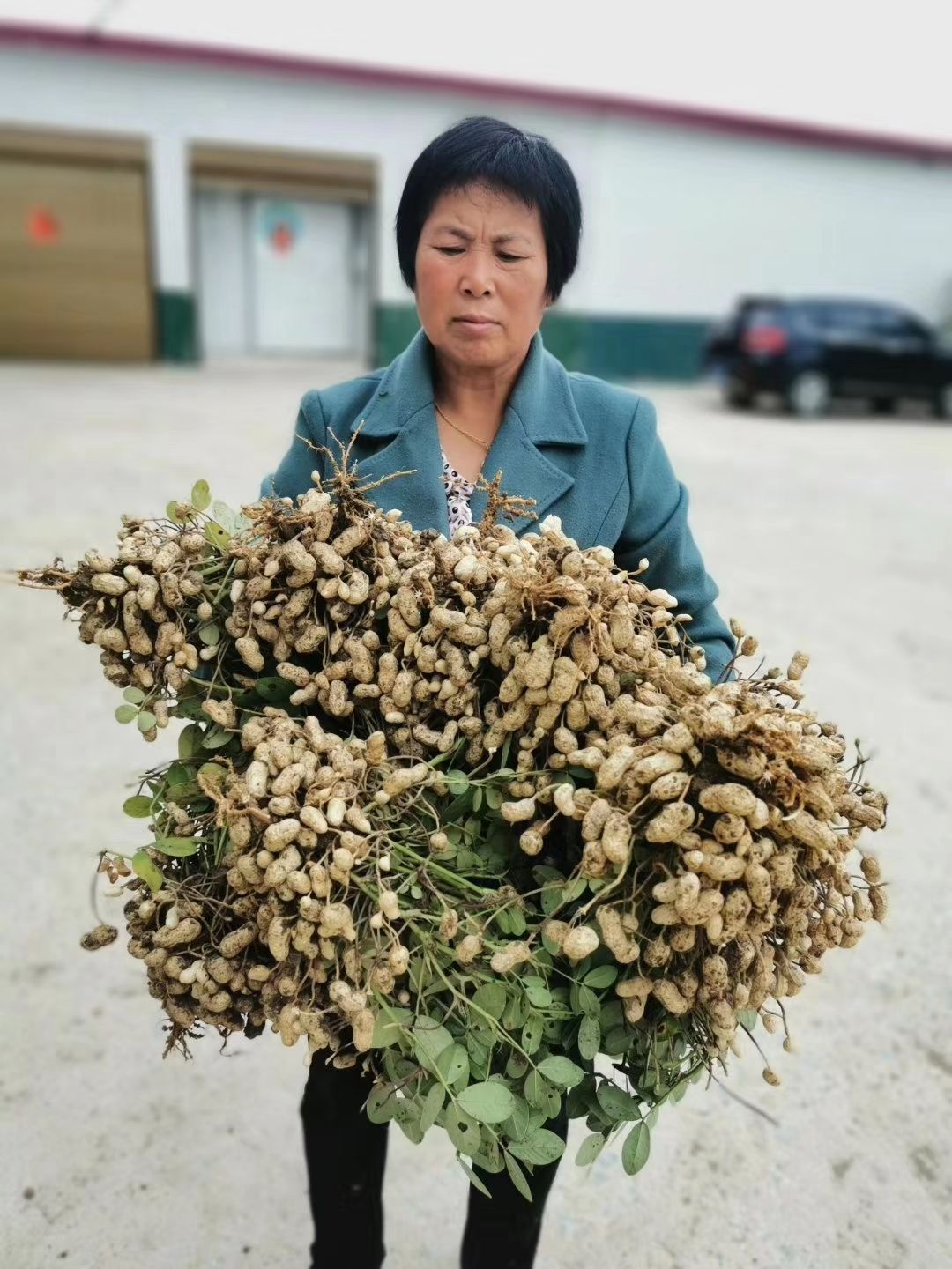 正花6088花生种子