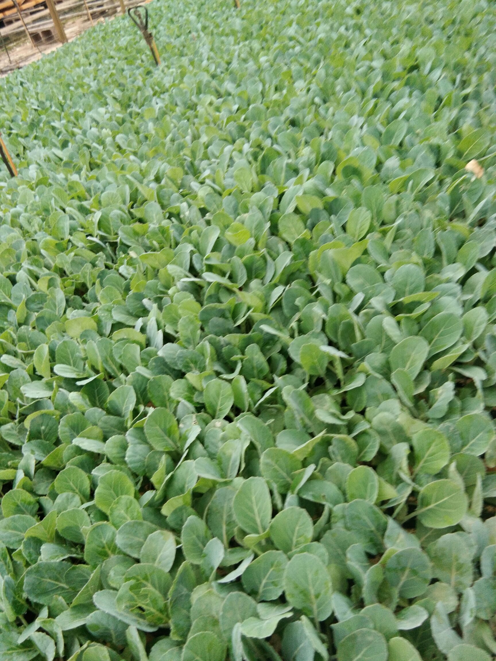 白菜苗 通海县四街镇,好又来苗厂,各种菜苗