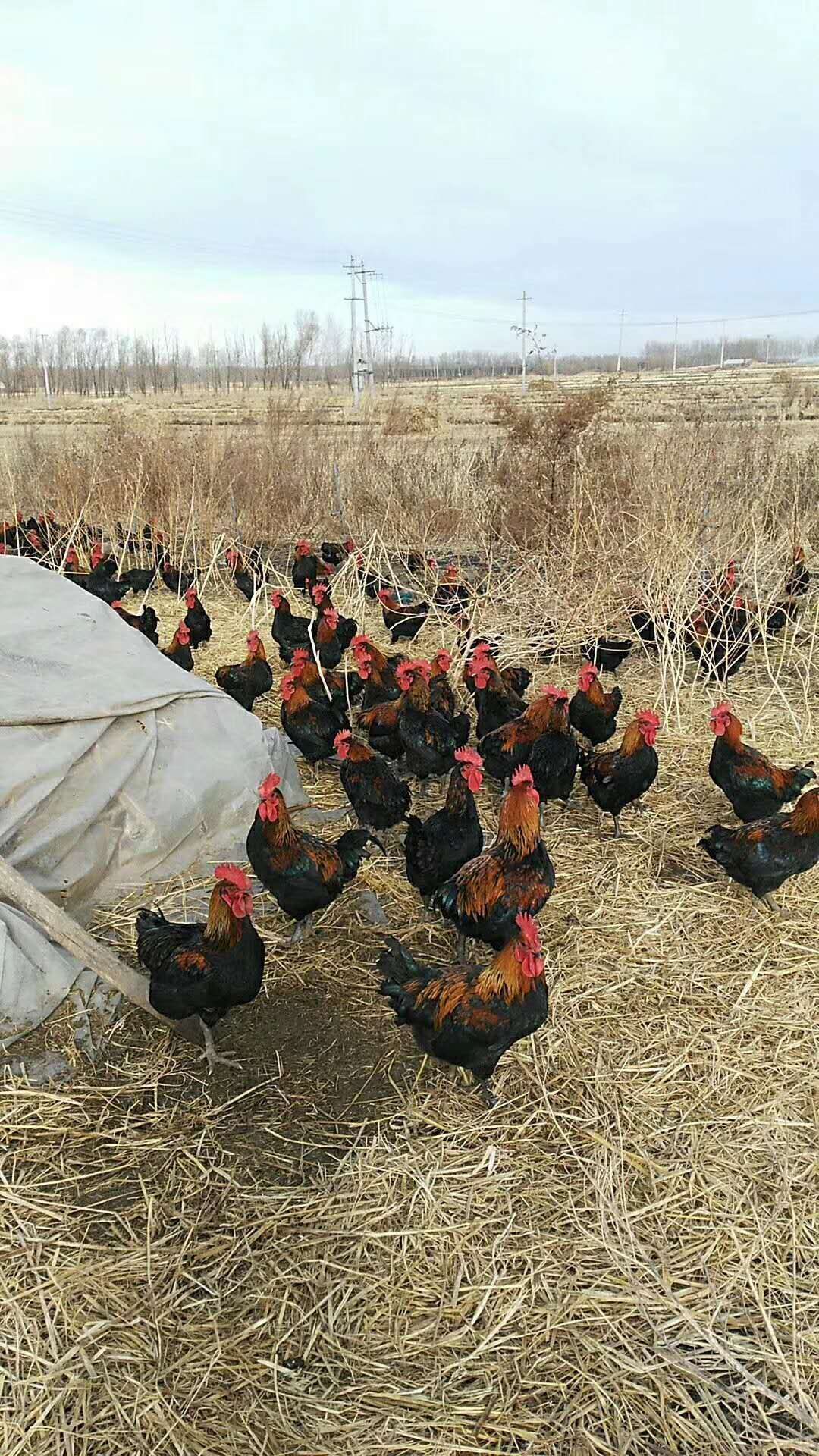 天露黑鸡 紫凤,大苗